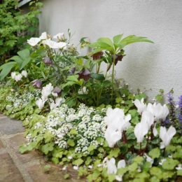 寄せ植えの花