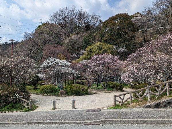 渦森三角公園の梅林