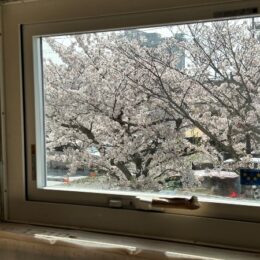 桜が見える窓