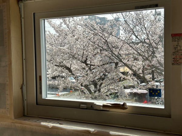 桜が見える窓