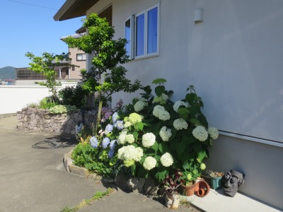アジサイとアナベル