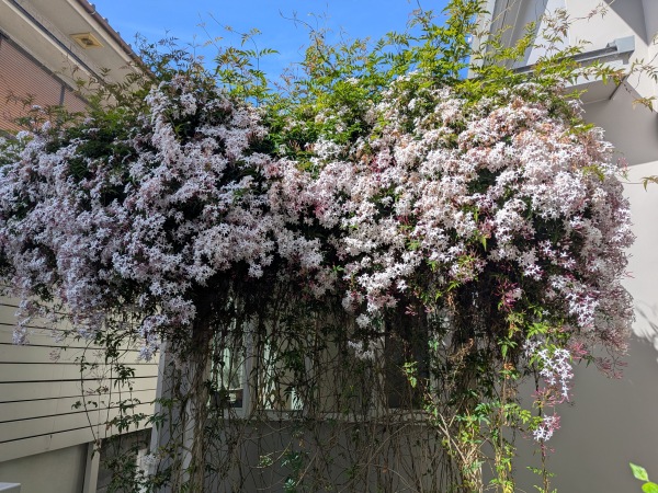 2025羽衣ジャスミンの花