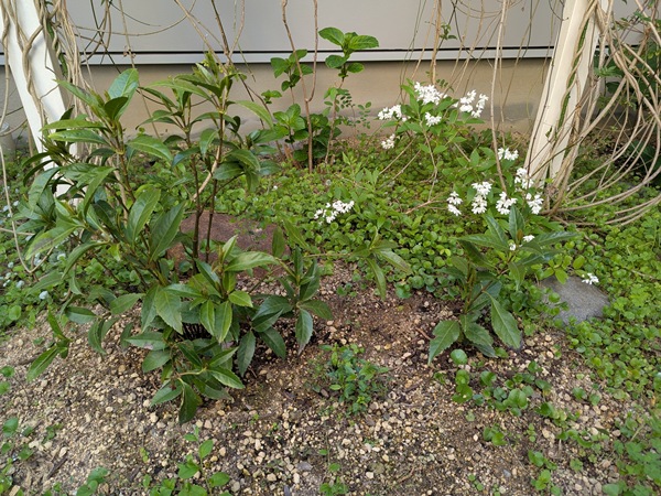 センリョウとヒメウツギの花